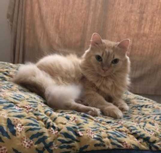 Photo of KitKat
