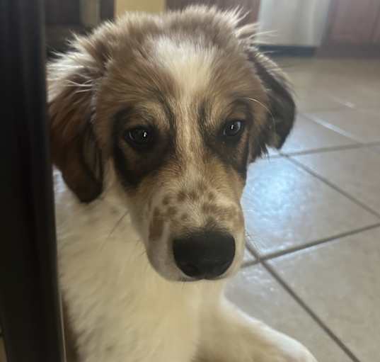 Photo of Romeo