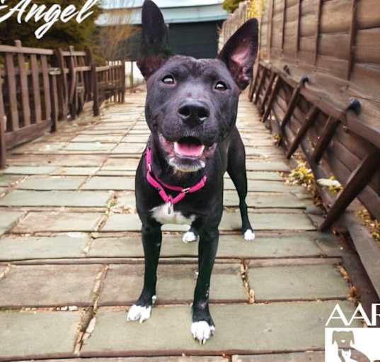 Photo of Angel