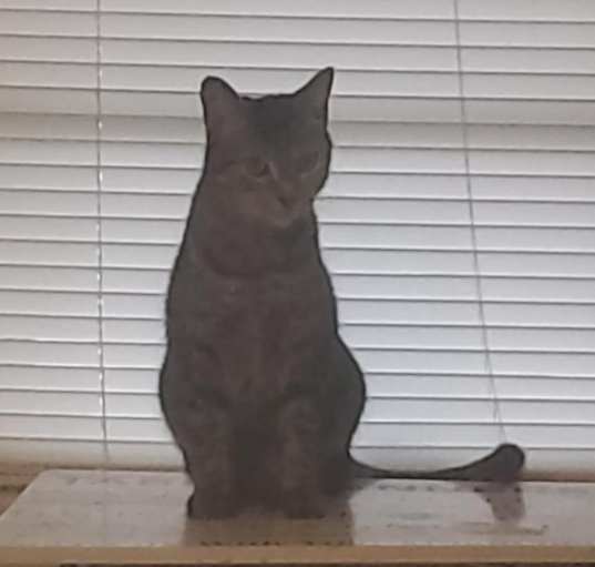 Photo of Meeko