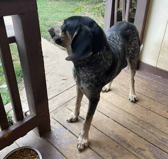 Photo of Huckleberry