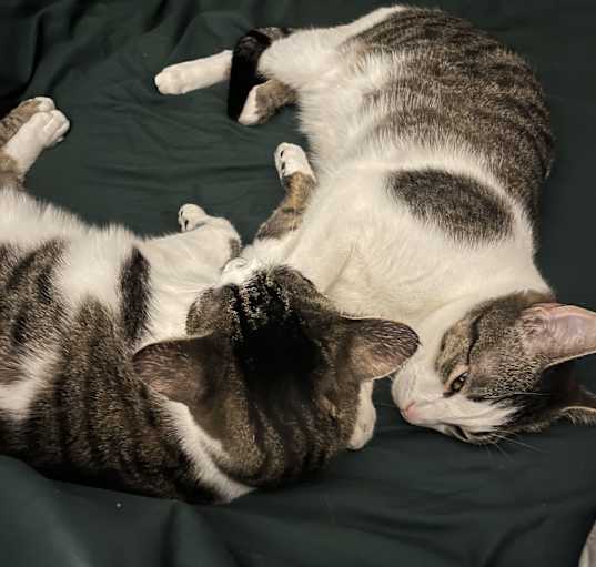 Photo of Cocomo & Hazelnut