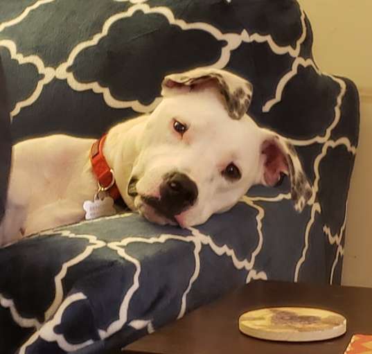 Photo of Buckley