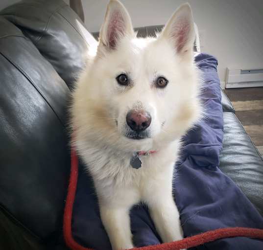 Photo of Oggie