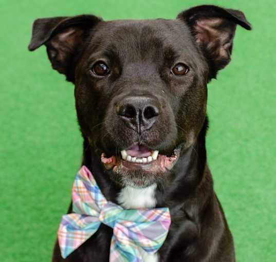 Photo of Octavia