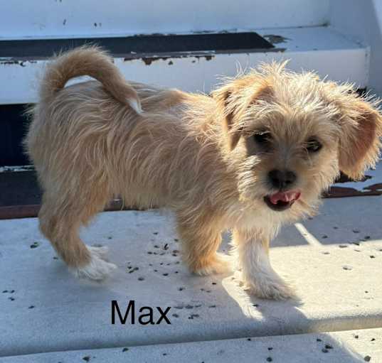 Photo of Max