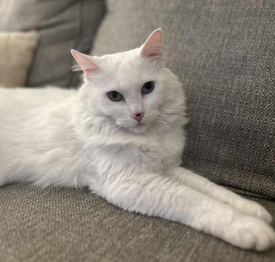 Photo of Olive