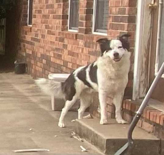 Photo of Ace