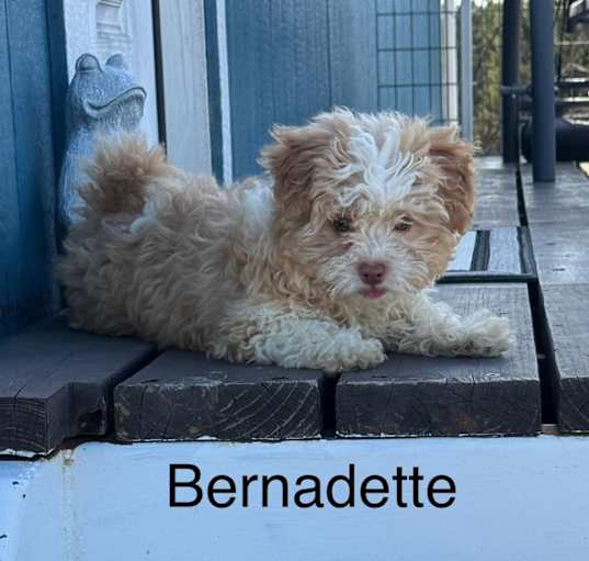 Photo of Bernadette