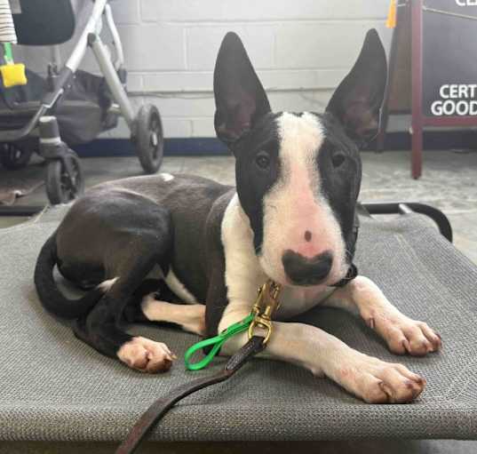 Photo of Blade