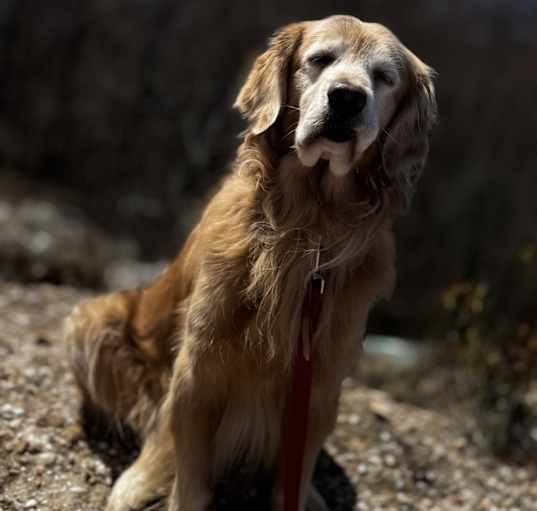 Photo of Copper