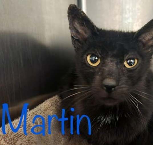 Photo of Martin