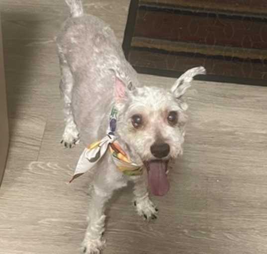 Photo of Rusty