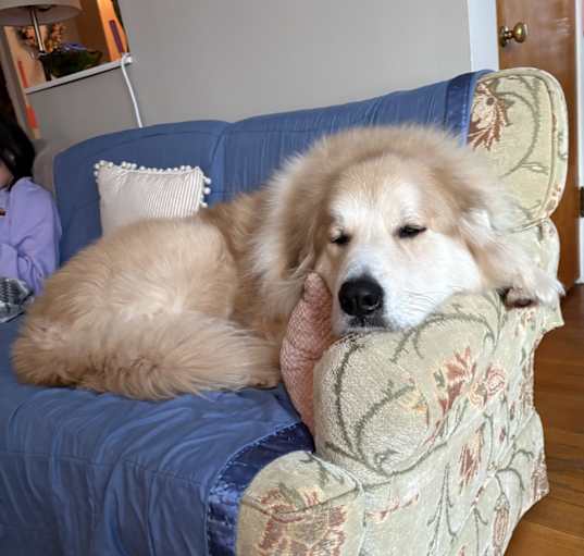 Photo of Julius