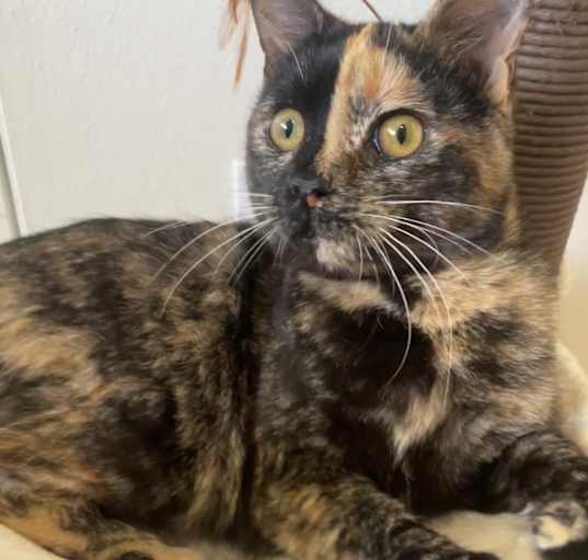Photo of Pepper