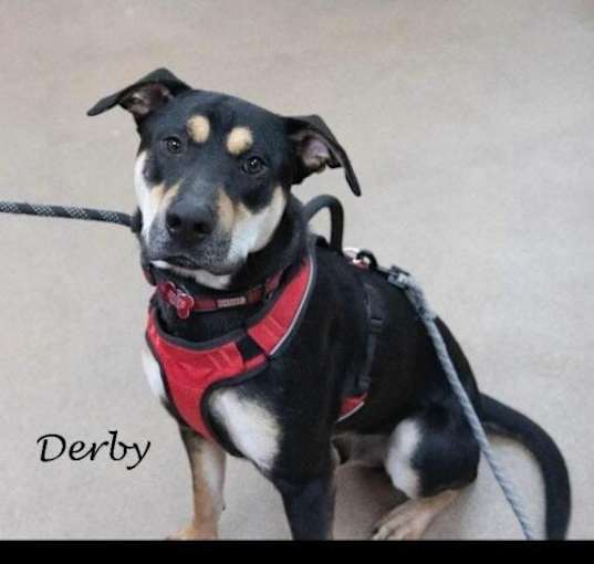 Photo of Derby Talbot