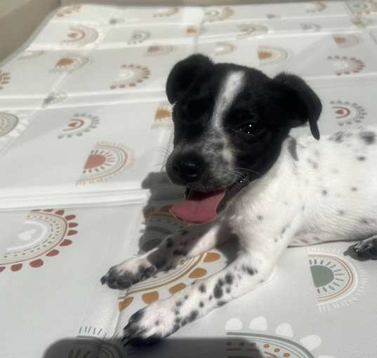 Photo of Pepper