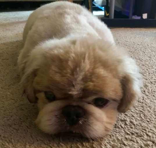 Photo of Chewy