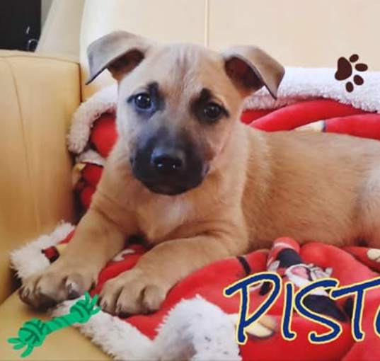 Photo of Piston