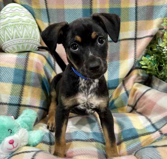 Photo of Cooper