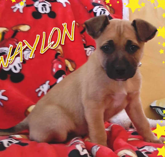 Photo of Waylon