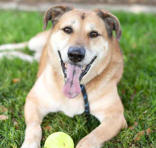 Photo of AUGIE