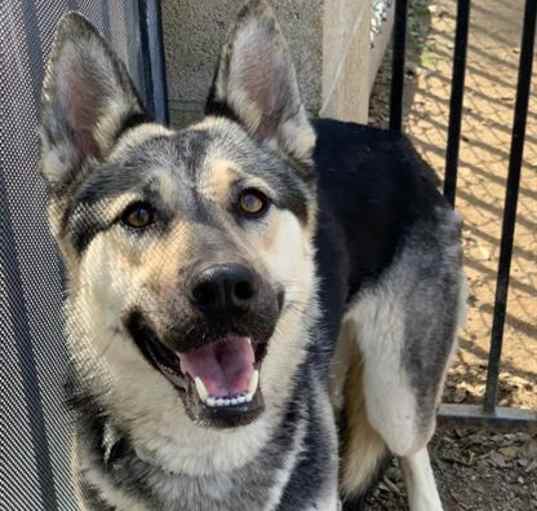 Photo of Dog
