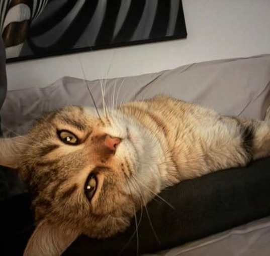Photo of Bobcat