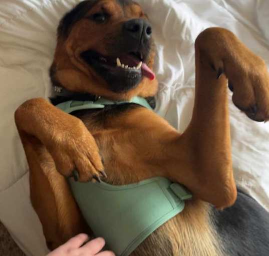 Photo of Barney (Jabbar)