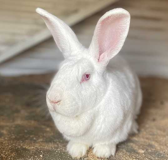 Photo of Snuggles