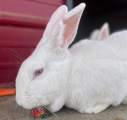 Photo of Paisley