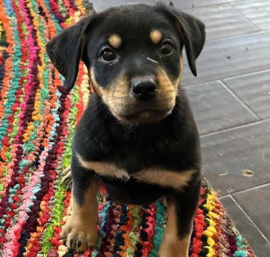 Photo of Huckleberry