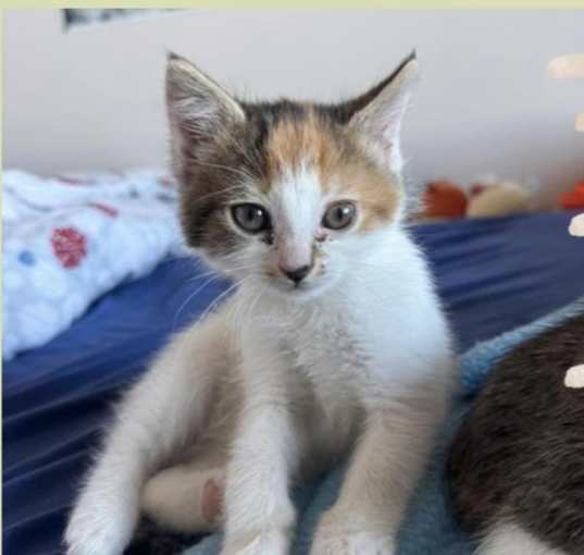Photo of Junie