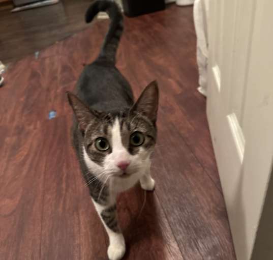 Photo of Louie