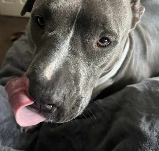 Photo of Lola