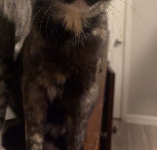 Photo of Selene