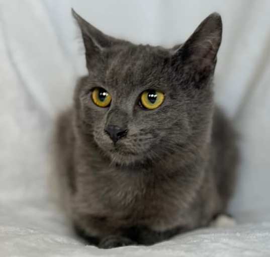 Photo of Licorice