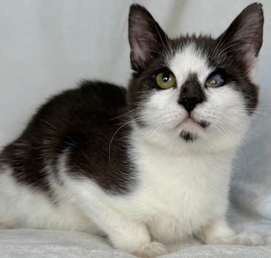 Photo of Peppermint