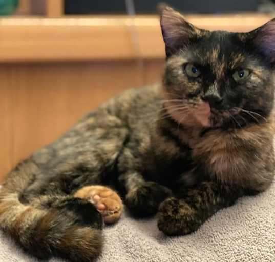 Photo of Brownie( bonded with Blondie)