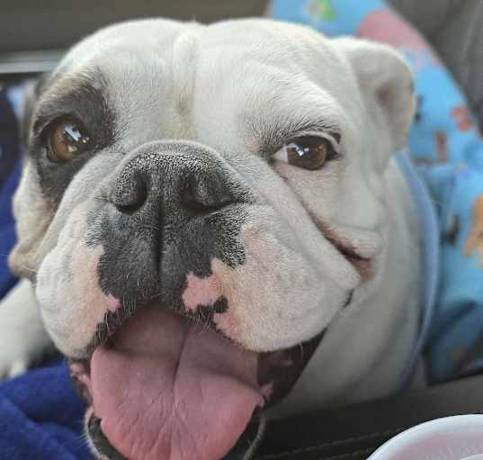 Photo of Elphie