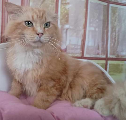 Photo of Butter