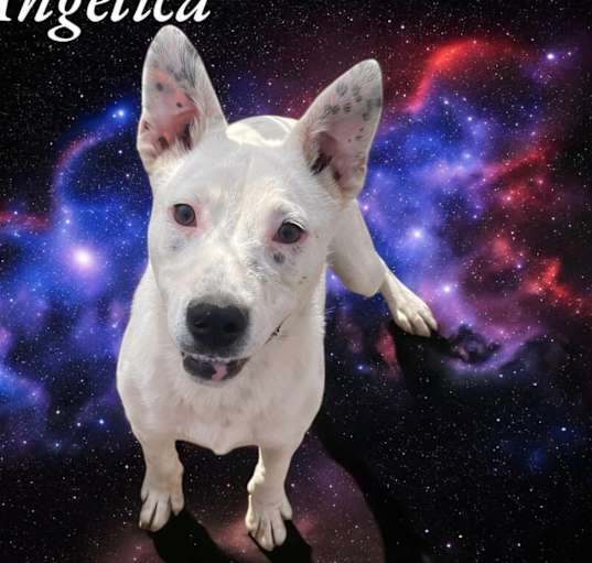 Photo of Angelica
