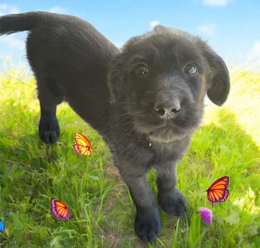 Photo of Biscuit