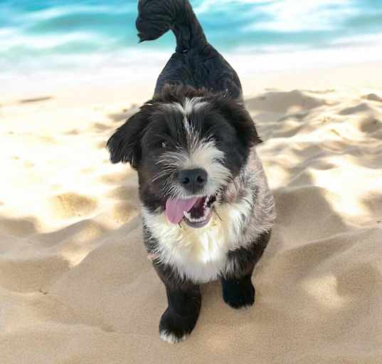 Photo of Hoison