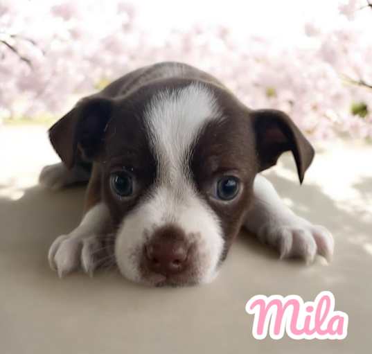 Photo of Mila