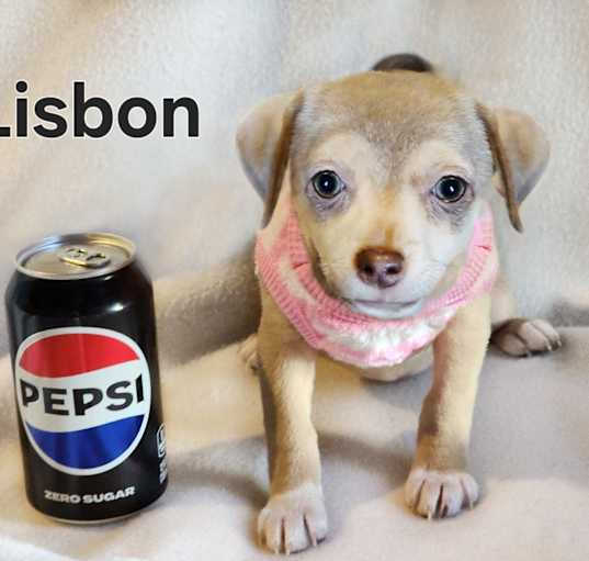 Photo of Lisbon