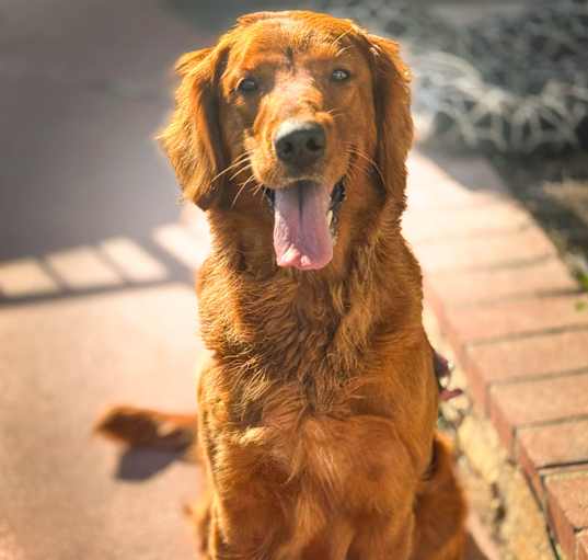 Photo of Rosie Red