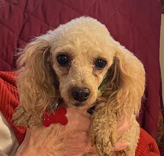 Photo of Hazel