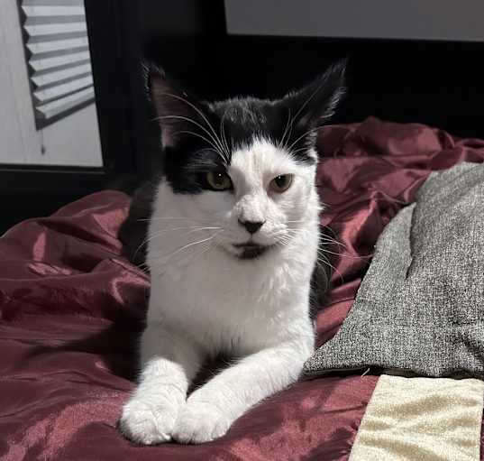 Photo of Milo