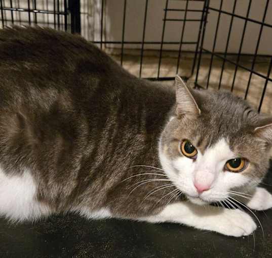Photo of Fig